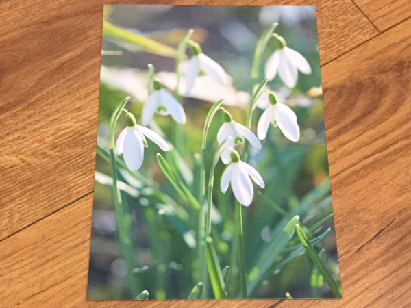 Postkarte art+nature Schneeglöckchen Online-Schn?ppchen