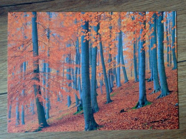 Postkarte Buchenwald (art+nature) Mode