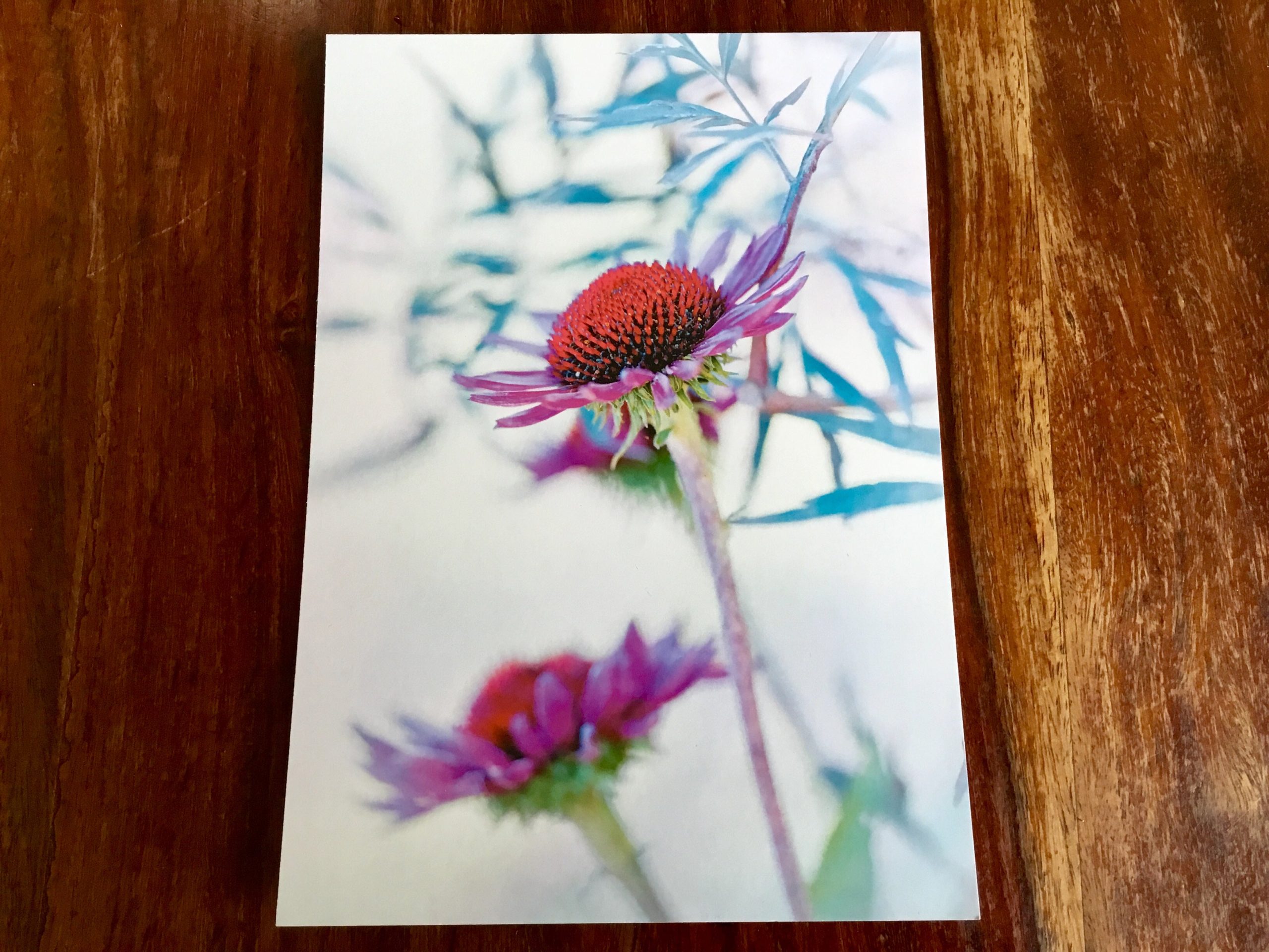 Postkarte Purpur Sonnenhut (art+nature) Angebot